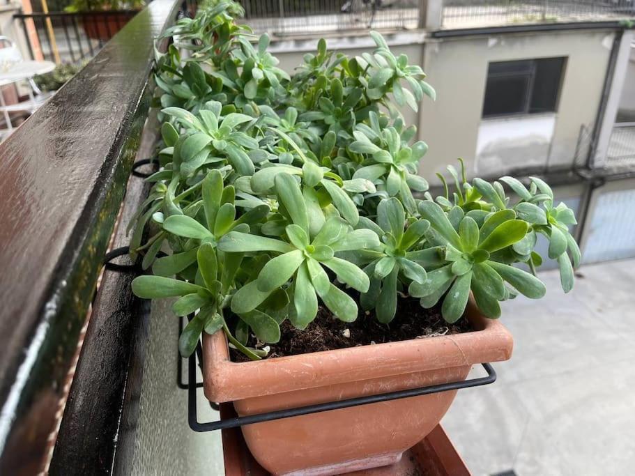 Appartamento Spazioso In Centro 皮亚琴察 外观 照片